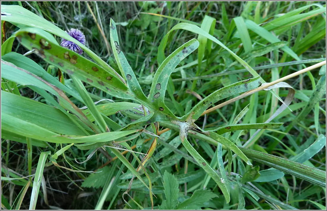 Изображение особи Centaurea scabiosa.