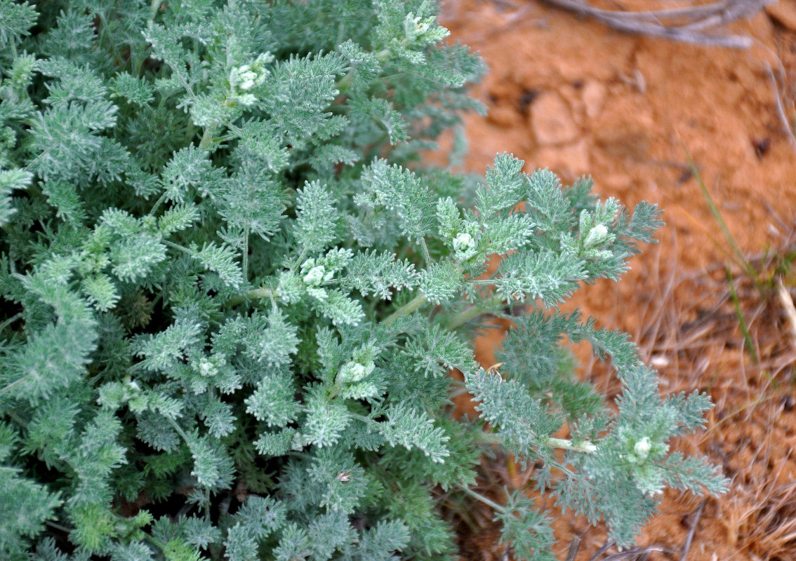 Изображение особи род Artemisia.