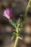 genus Carduus. Часть побега с соцветиями. Ростовская обл., Белокалитвенский р-н, окр. хут. Богатов, опушка байрачного леса. 25.10.2019.