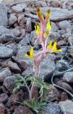 Corydalis ainae