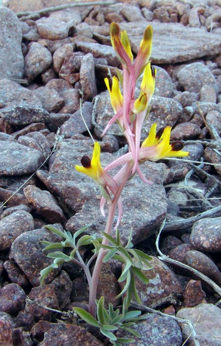 Image of Corydalis ainae specimen.