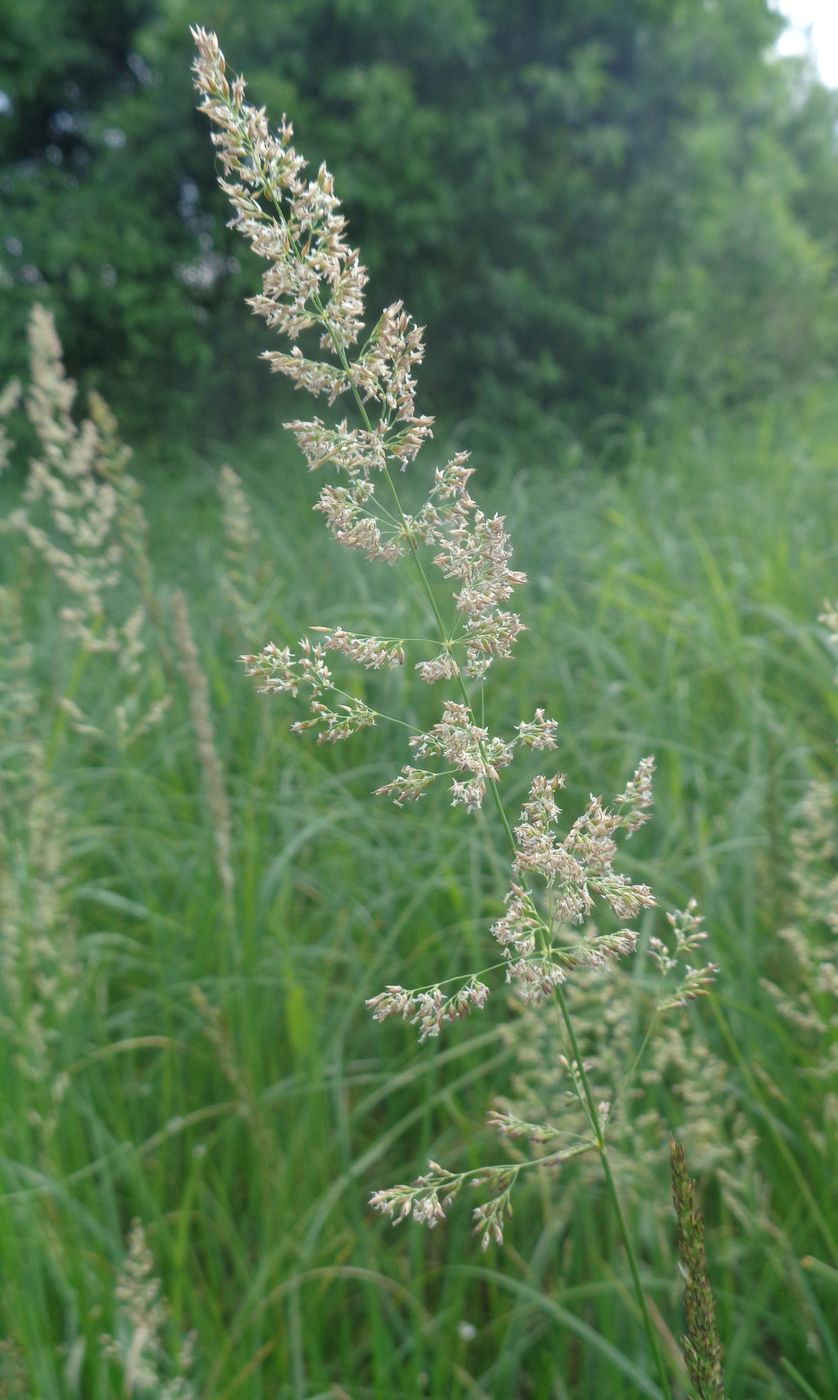 Image of Calamagrostis neglecta specimen.