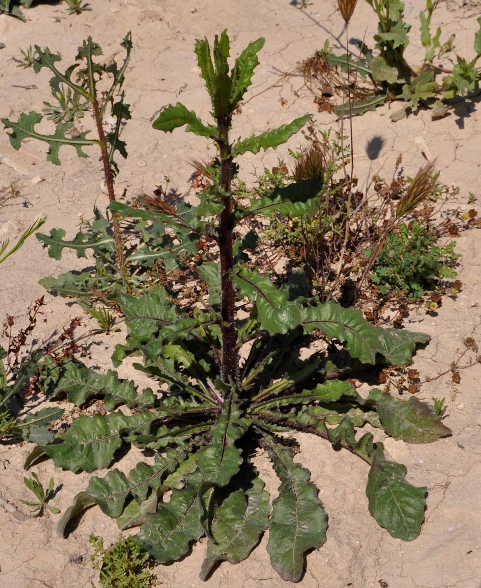 Изображение особи род Crepis.