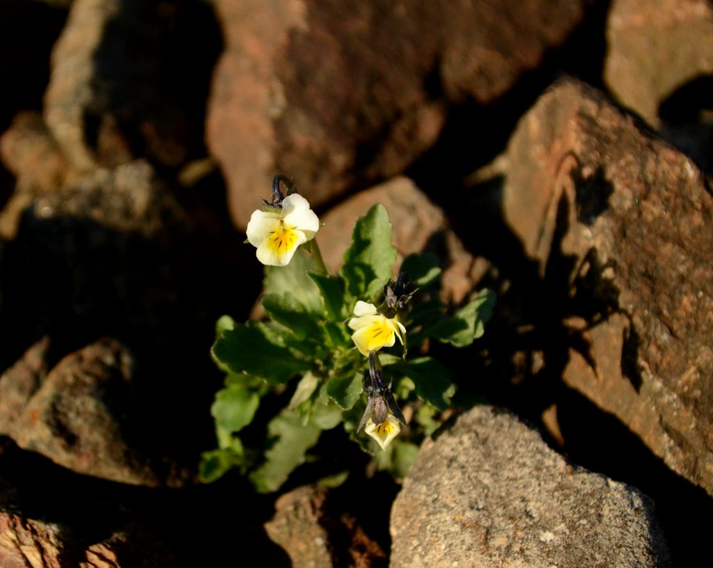 Изображение особи Viola arvensis.