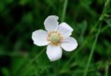 Anemone sylvestris. Цветок с сидящим пауком. Воронежская обл., Лискинский р-н, музей-заповедник \"Дивногорье\", балка в степи. 01.06.2019.