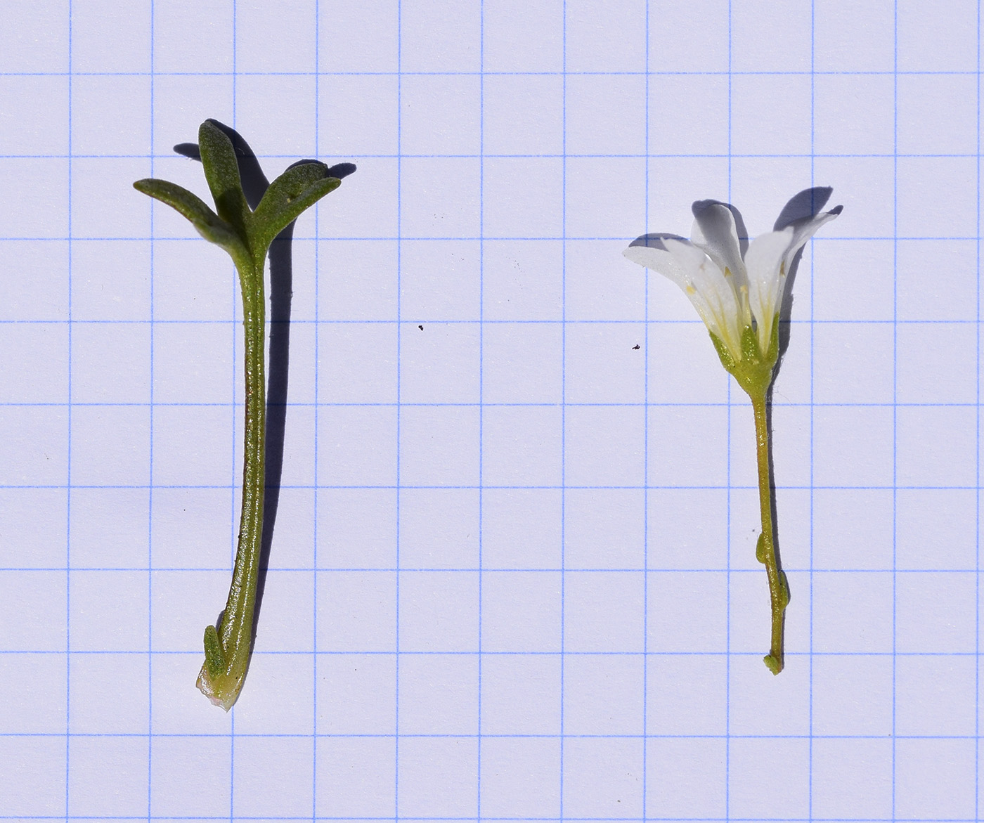 Image of Saxifraga fragilis specimen.