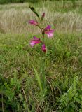 Gladiolus italicus
