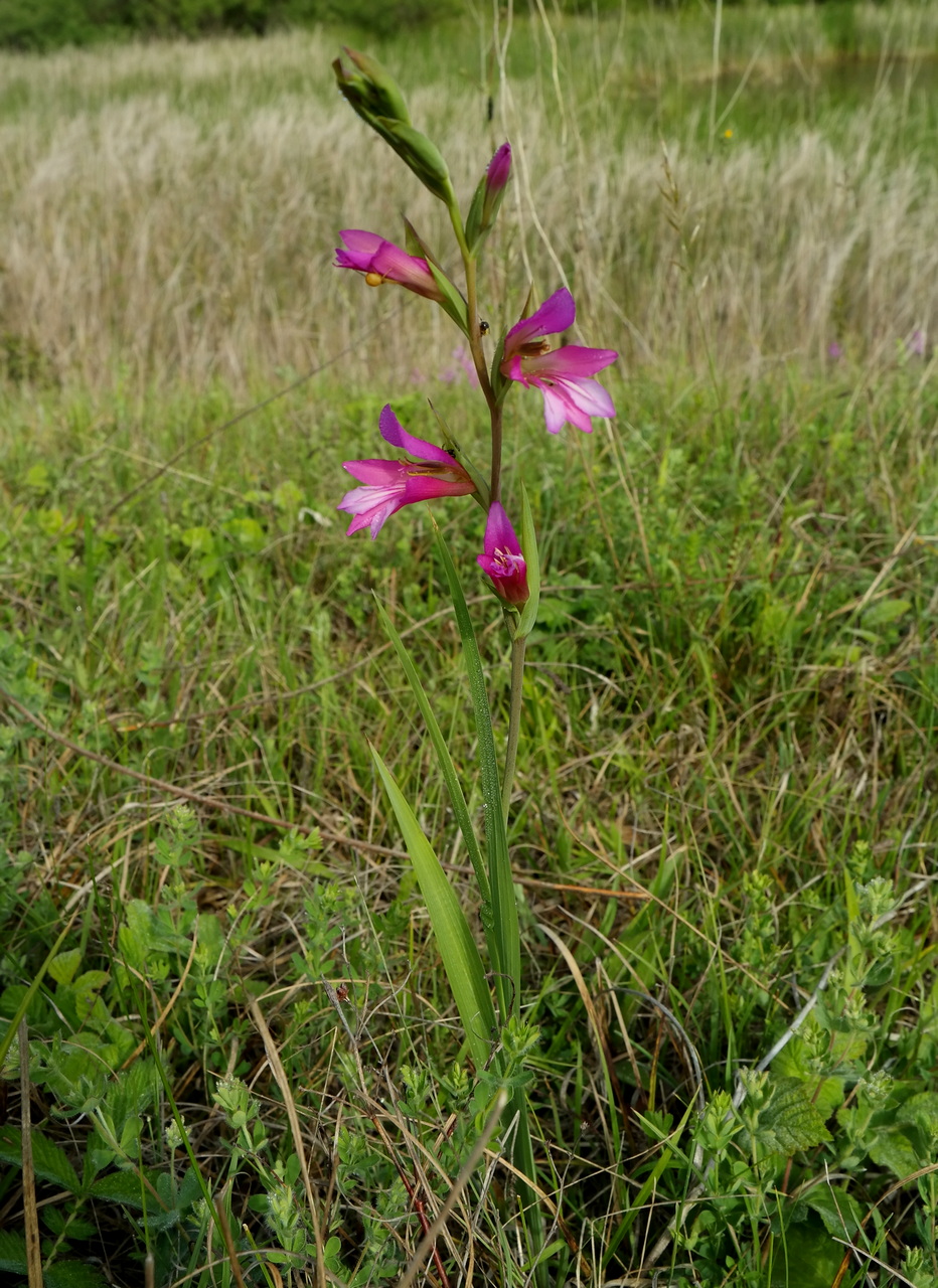 Image of Gladiolus italicus specimen.