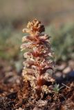 Orobanche callieri. Цветущее растение. Крым, Севастополь, плато Карань, петрофитная степь. 06.06.2020.