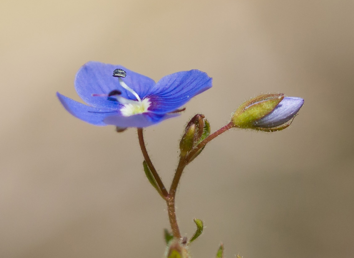 Image of Veronica umbrosa specimen.