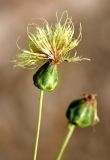 Rhaponticoides ruthenica. Верхушка побега с соцветием. Казахстан, Туркестанская обл., хр. Таласский Алатау, 1845 м н.у.м., на каменистом склоне. 05.07.2020.