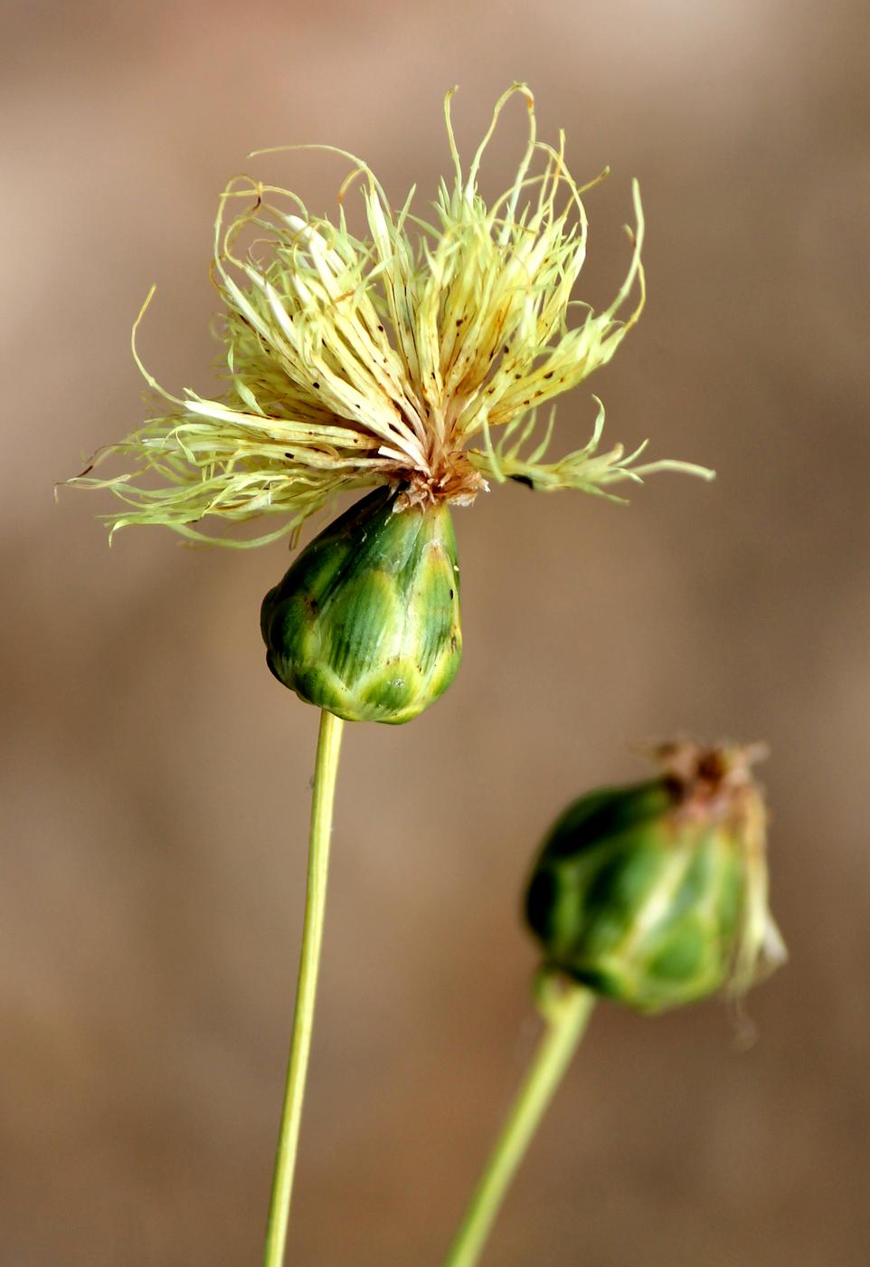 Изображение особи Rhaponticoides ruthenica.