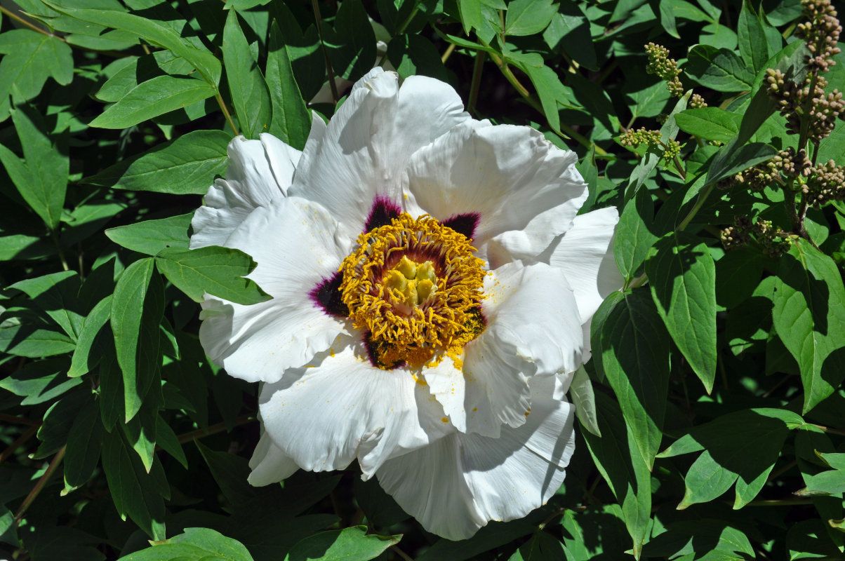 Изображение особи Paeonia suffruticosa.