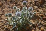 Echinops nanus