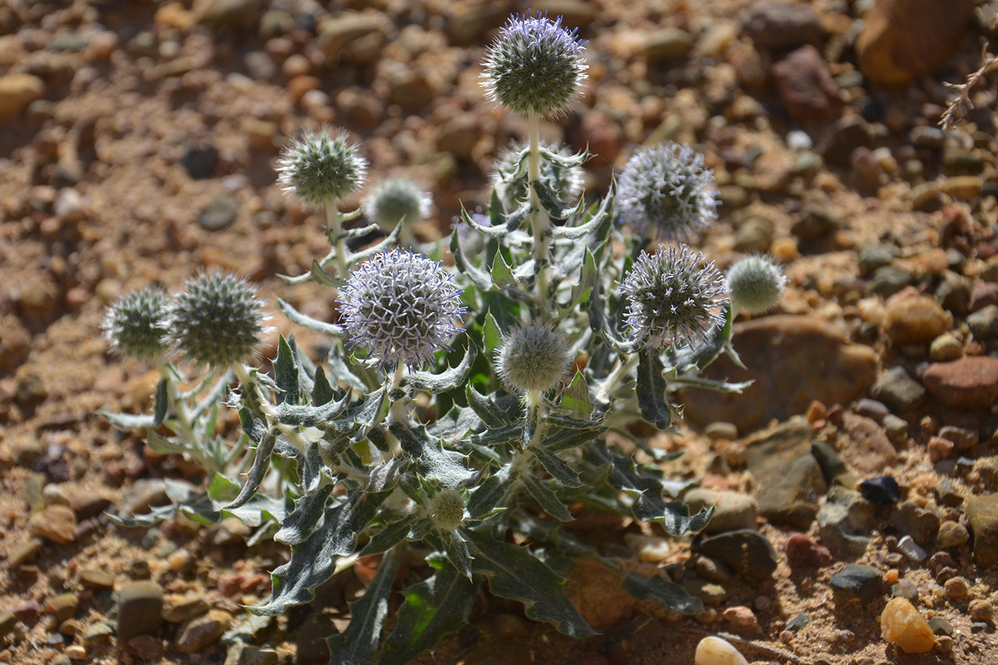 Изображение особи Echinops nanus.