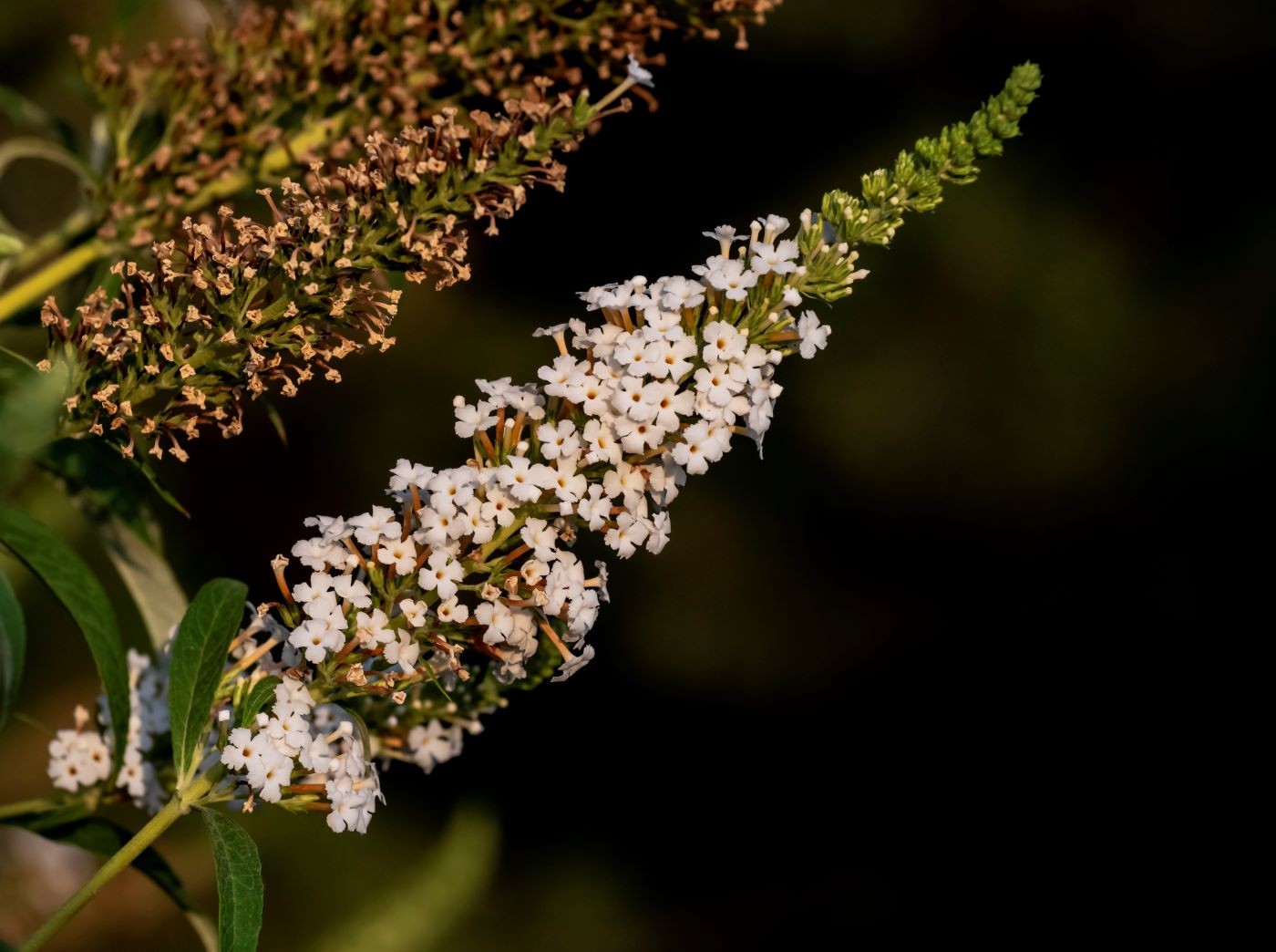 Image of Buddleja davidii specimen.