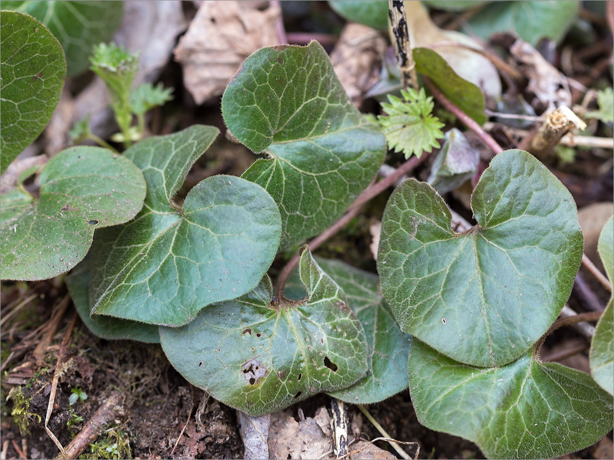 Image of Asarum europaeum specimen.