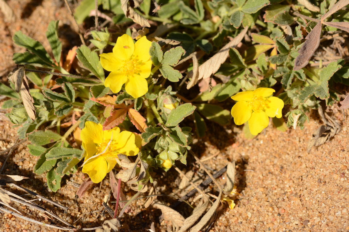 Изображение особи род Potentilla.