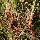 Carex bigelowii Torr. ex Schwein. × Carex juncella