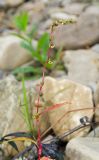 Persicaria hydropiper