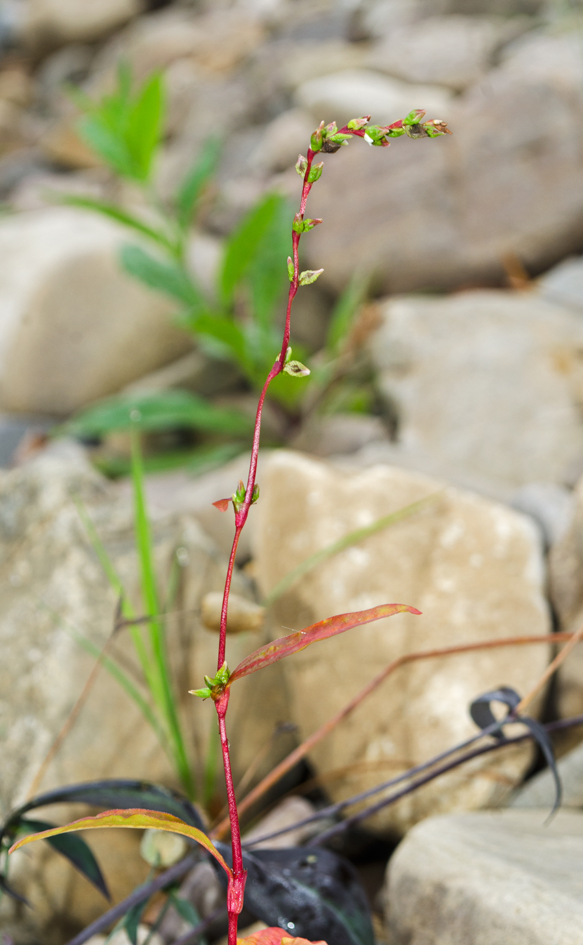 Изображение особи Persicaria hydropiper.