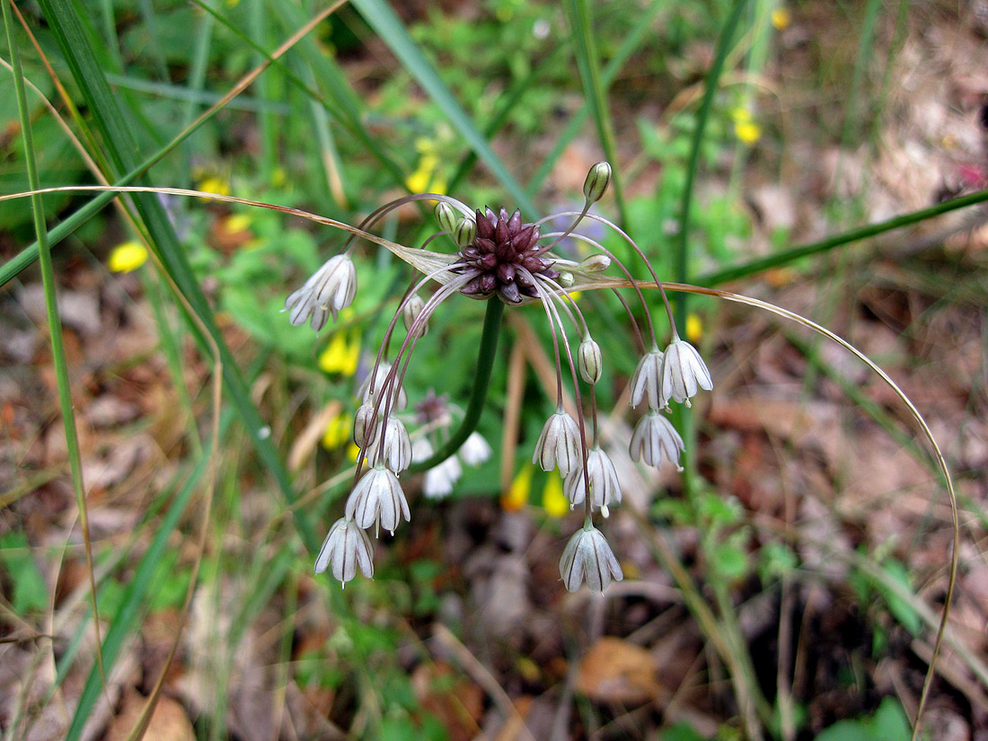 Image of Allium oleraceum specimen.