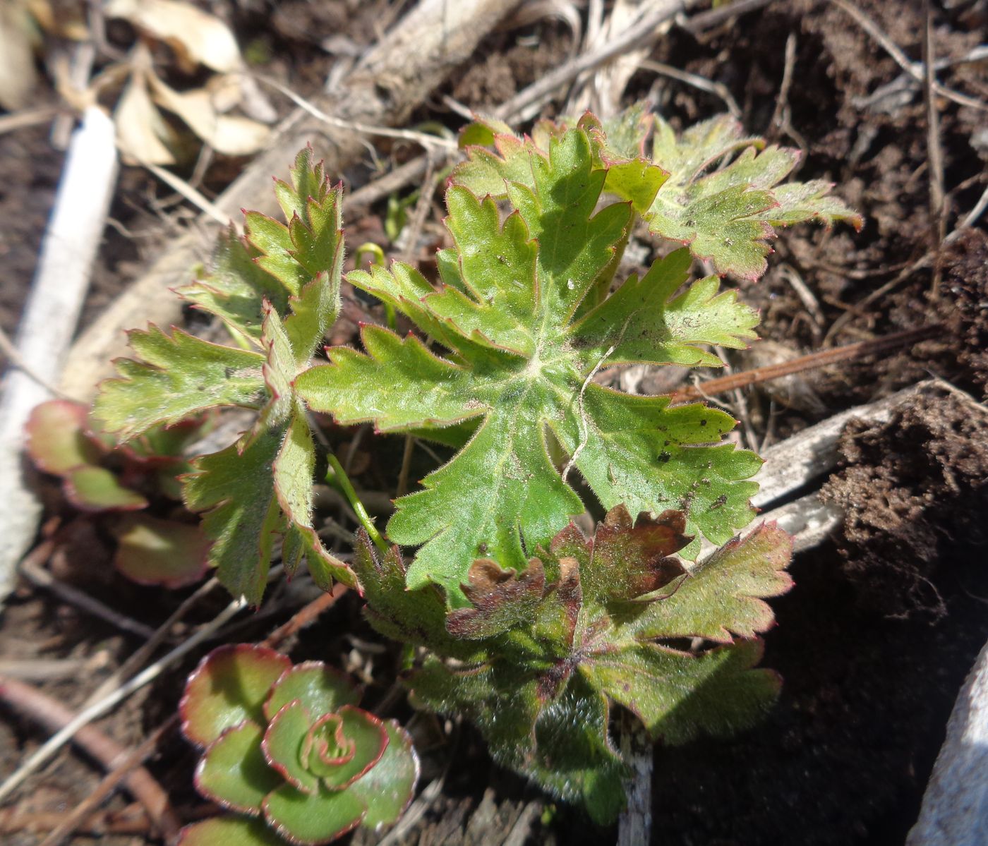 Image of Geranium macrorrhizum specimen.