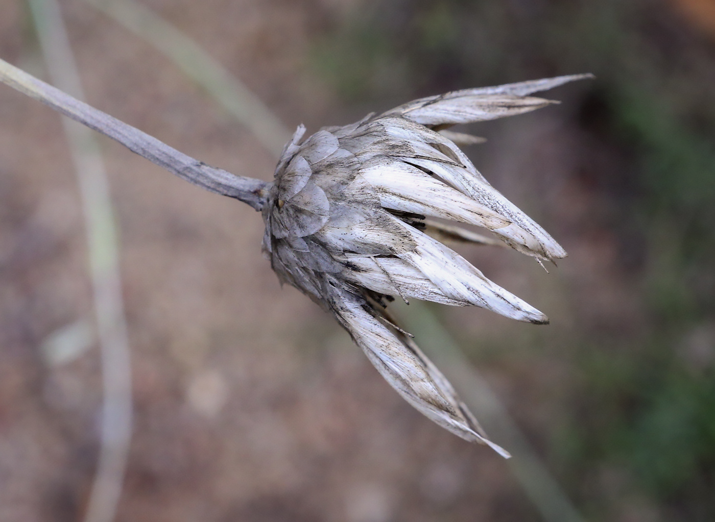 Image of Xeranthemum annuum specimen.