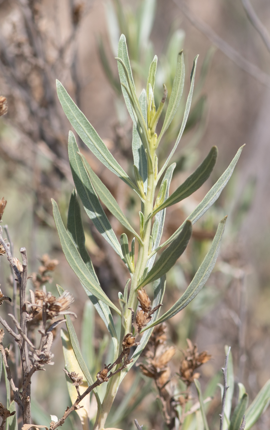 Image of Pechuel-loeschea leubnitziae specimen.