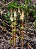 Equisetum sylvaticum. Спороносящие побеги (внизу виден молодой вегетативный побег). Магаданская обл., окр. г. Магадан, побережье бухты Гертнера, приморский склон. 05.06.2020.