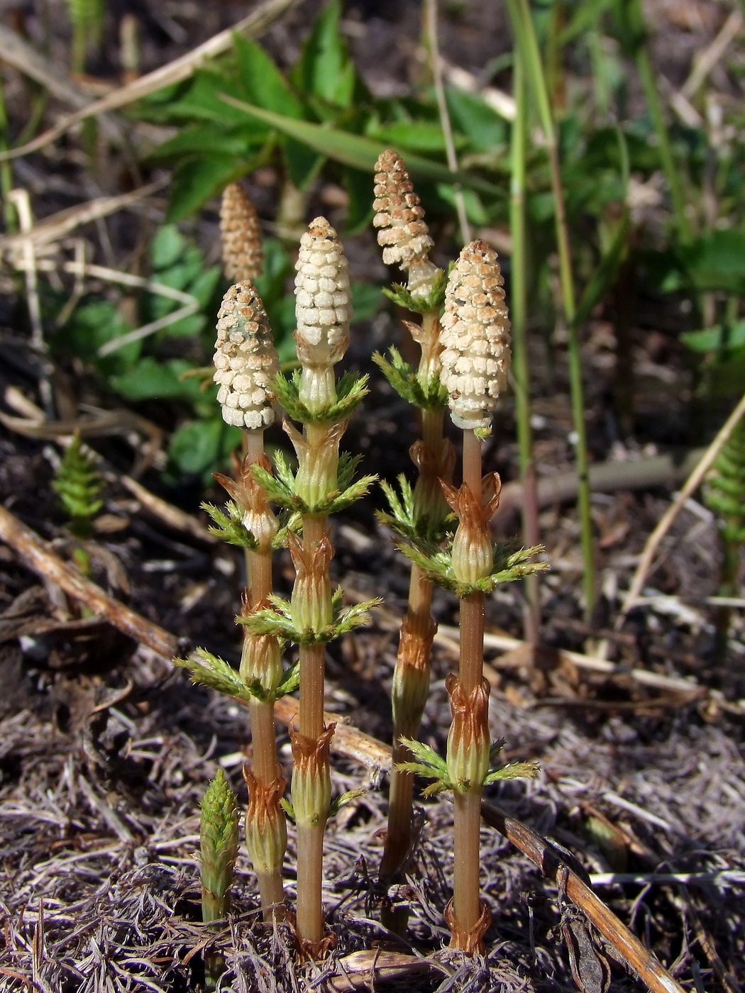 Изображение особи Equisetum sylvaticum.