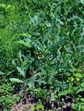 Lactuca serriola