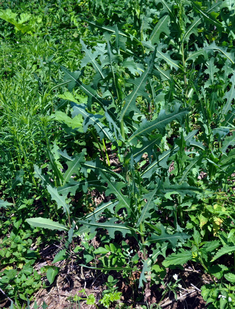 Изображение особи Lactuca serriola.