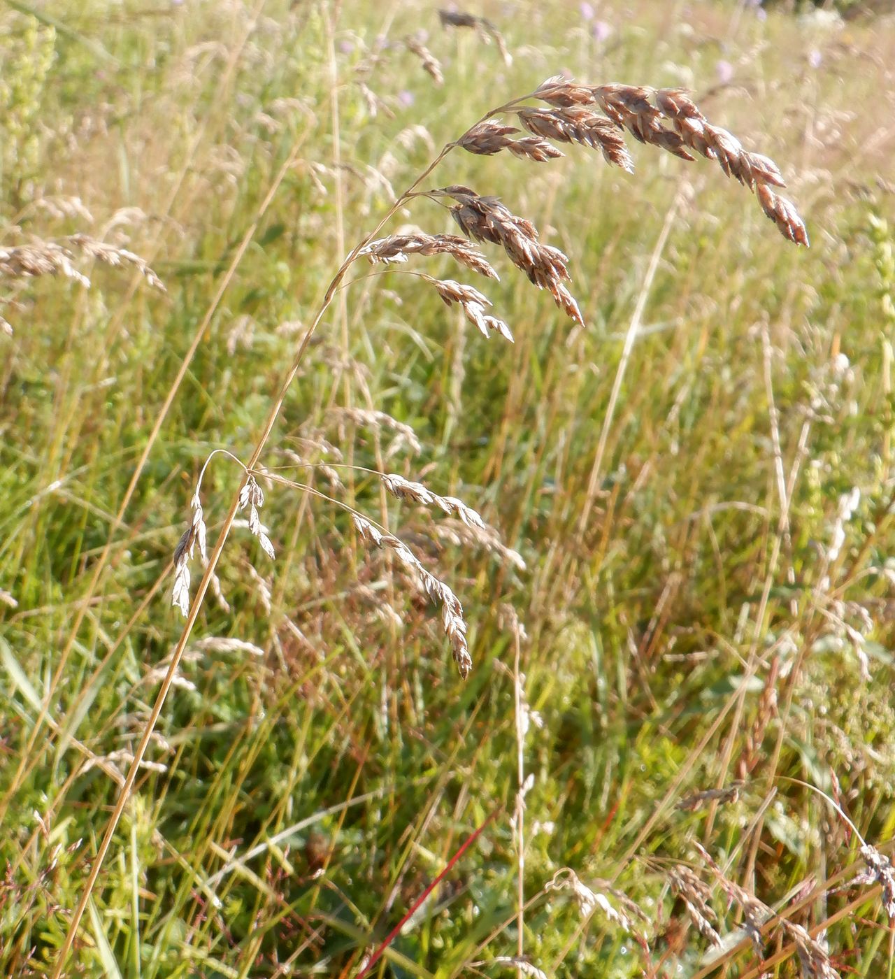 Image of genus Poa specimen.