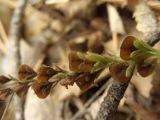 Veronica officinalis