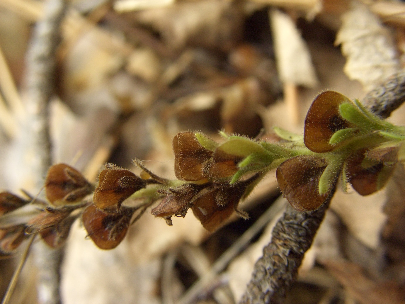 Image of Veronica officinalis specimen.