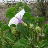 Ipomoea hildebrandtii