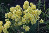 Linaria vulgaris