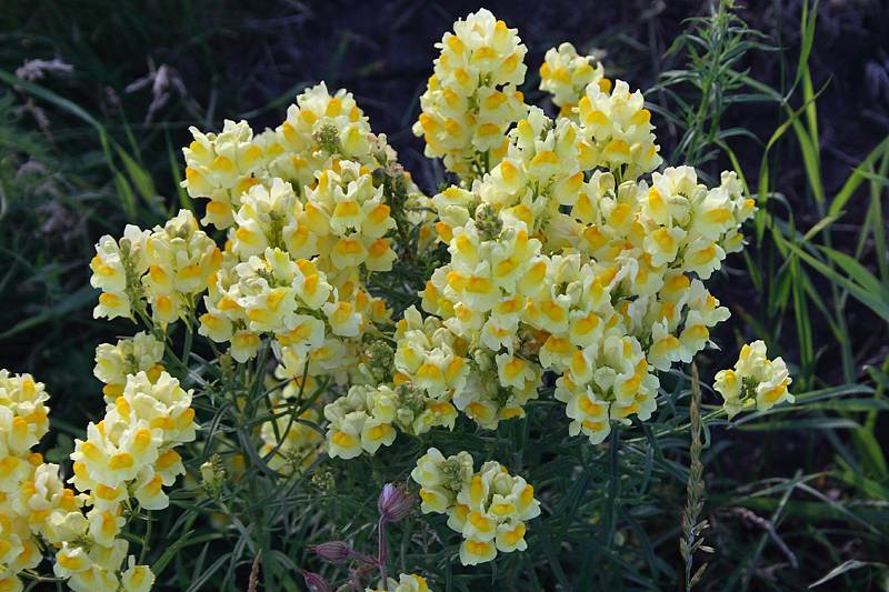 Image of Linaria vulgaris specimen.