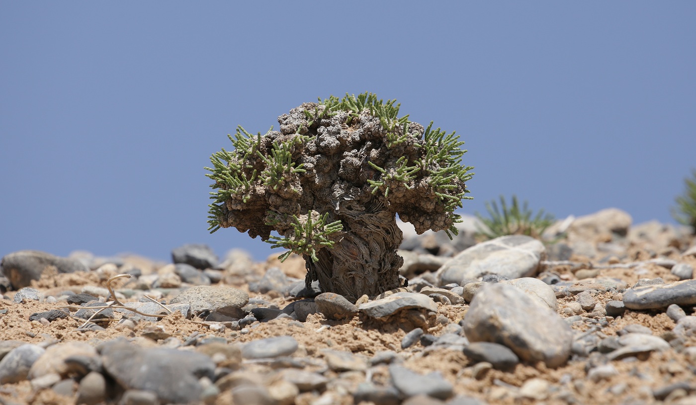 Изображение особи Anabasis truncata.