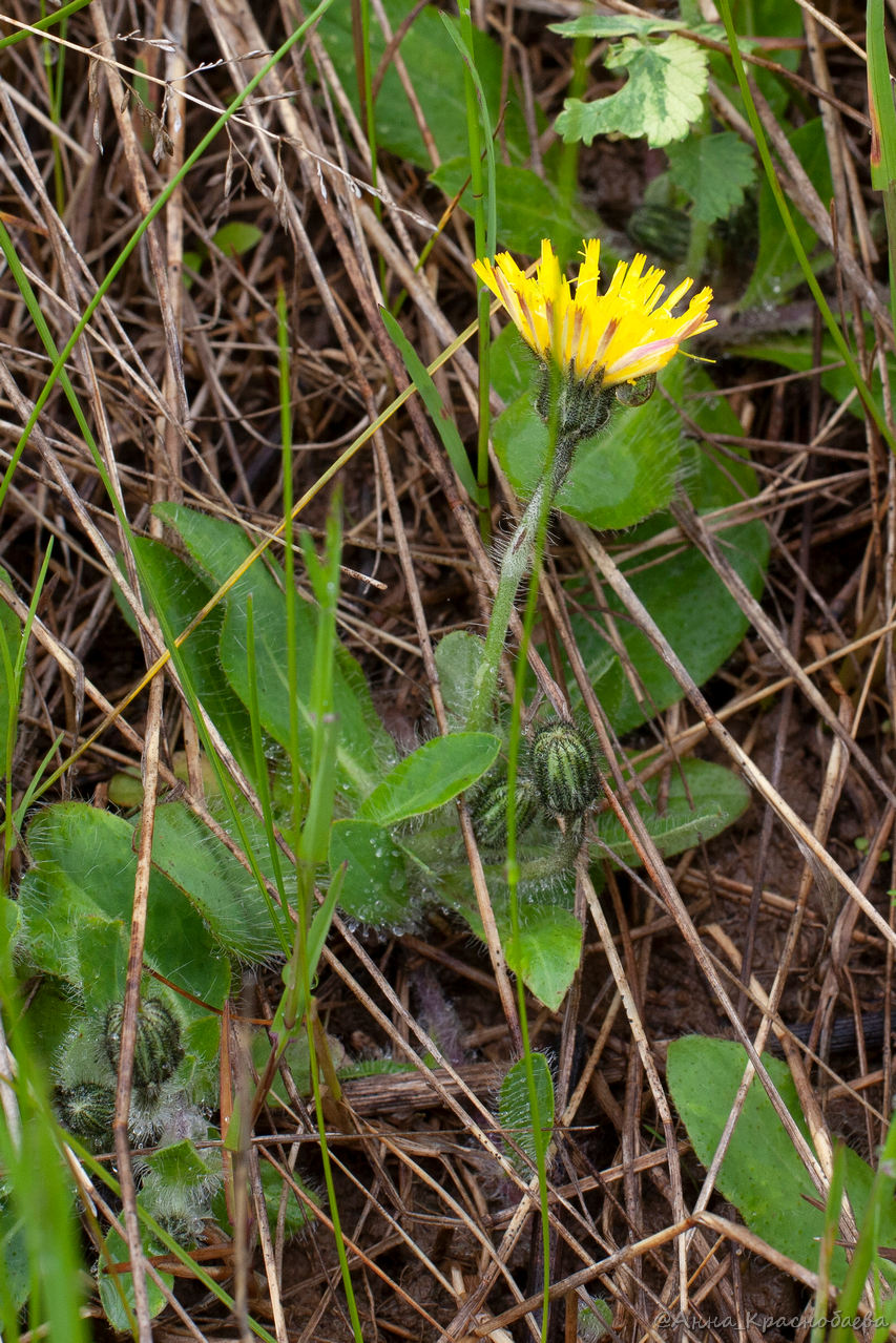 Изображение особи Pilosella officinarum.