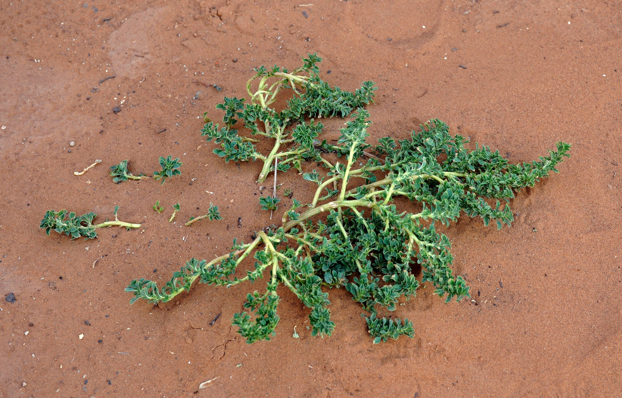 Image of Amaranthus albus specimen.