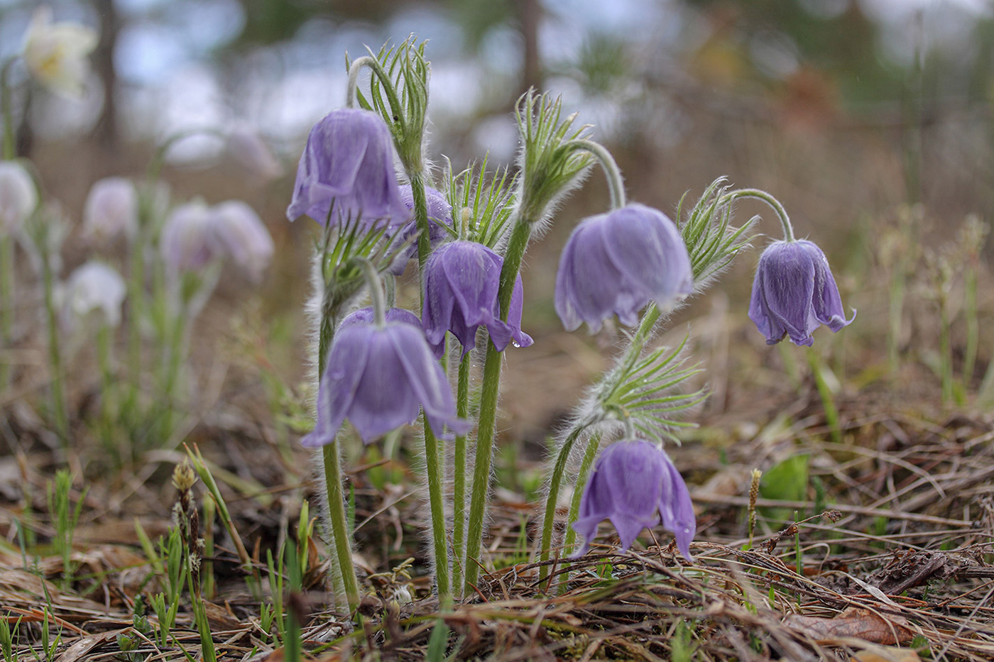 Изображение особи Pulsatilla patens.