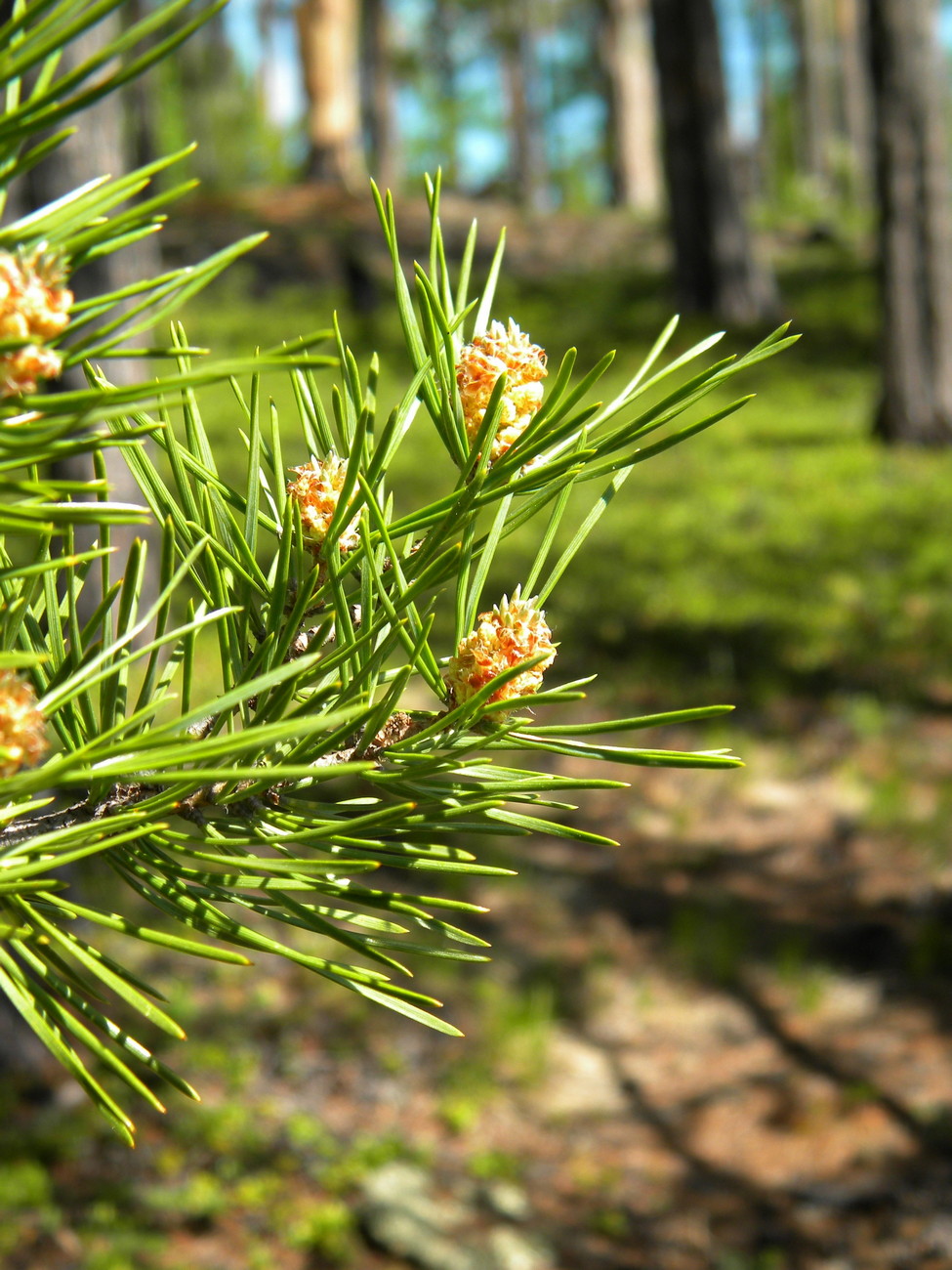 Изображение особи Pinus sylvestris.