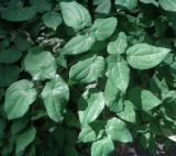 Epimedium pubigerum