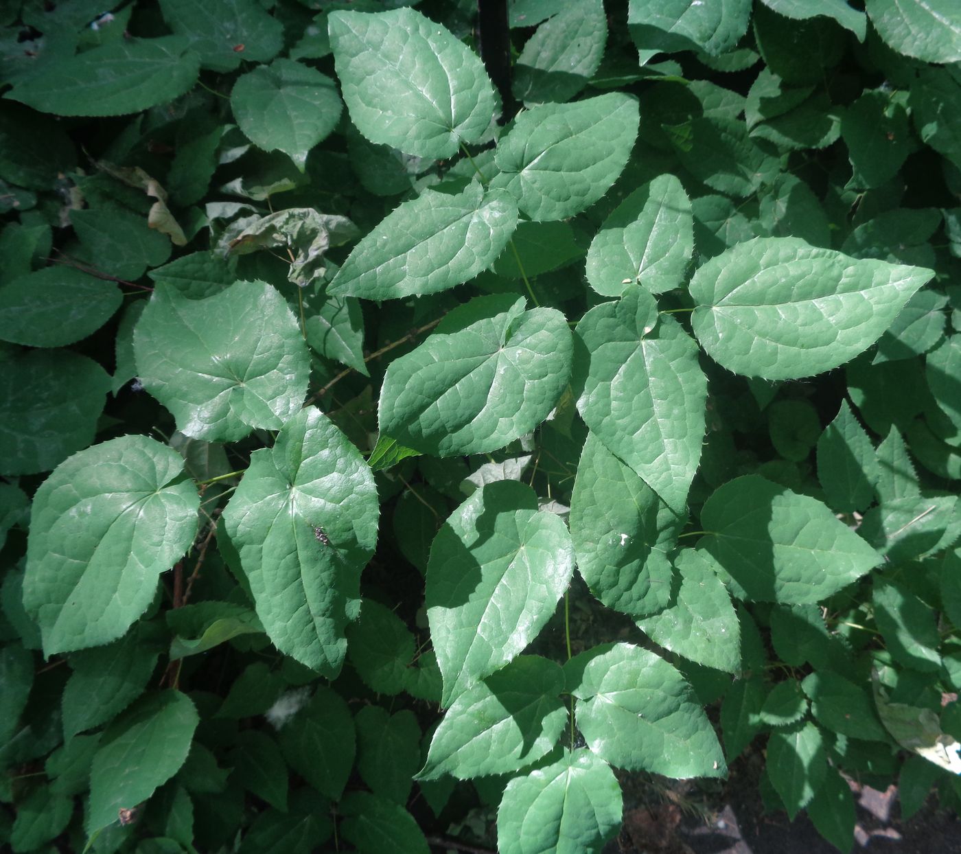 Image of Epimedium pubigerum specimen.