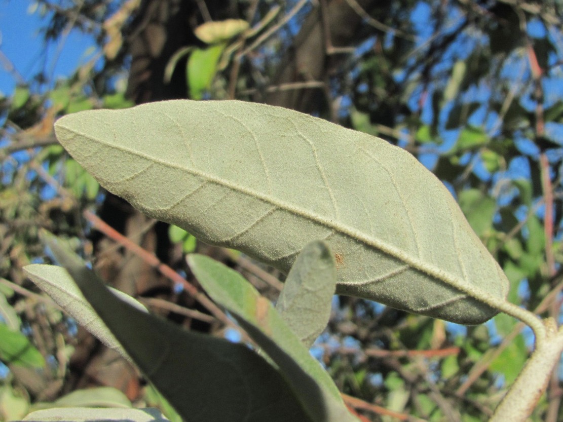 Image of Elaeagnus angustifolia specimen.