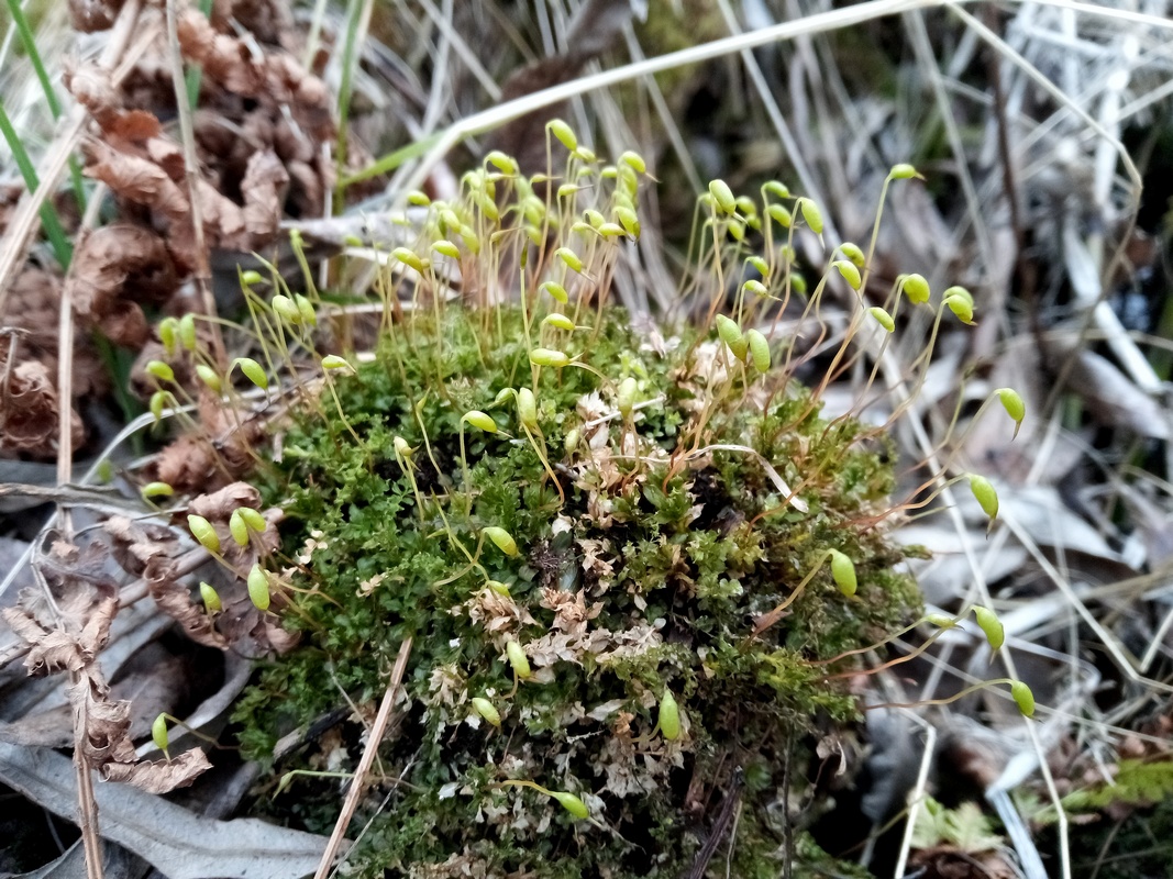 Изображение особи Plagiomnium cuspidatum.