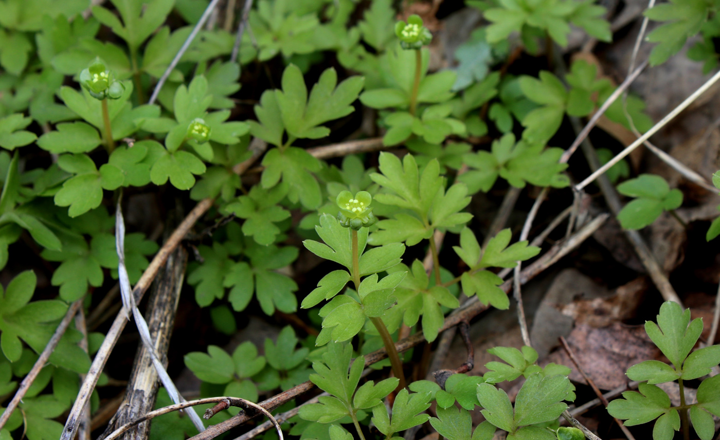 Image of Adoxa moschatellina specimen.