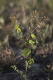 Lepidium perfoliatum